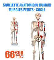 Squelette anatomique humain avec muscles peints - sur socle - 85 cm materiel medical