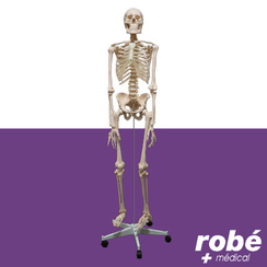 Squelette anatomique humain avec support à roulettes - 180cm