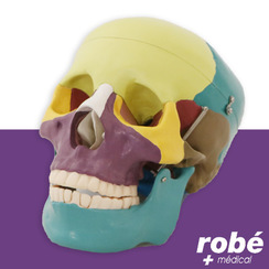 Crâne humain coloré - Taille réelle - 22 parties