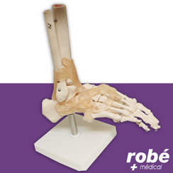 Squelette du pied avec articulations et ligaments - Taille relle 