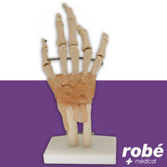 Squelette de la main avec ligaments