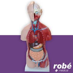 Modèle anatomique de torse bisexué en 23 parties - 45 cm - Modèles