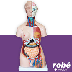 Modèle anatomique de torse bisexué en 40 parties - 85 cm - Modèles