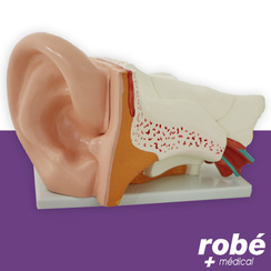 Modle anatomique d'oreille gante, agrandie 5 fois en 6 parties