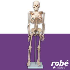 Squelette anatomique humain avec socle - 85 cm - Squelettes anatomiques -  Robé vente matériel médical