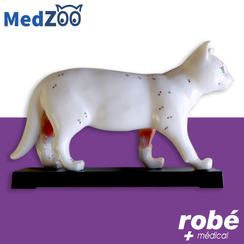 Modle anatomique de chat sur socle - Medzoo - Points d'acupuncture et coupe interne