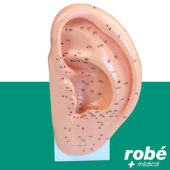 Modle d'oreille avec points acupuncture - 22cm