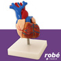 Modele anatomique de cœur