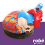 Modele anatomique du cœur agrandi en 3 parties