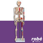 Squelette anatomique humain avec muscles peints - sur socle - 85 cm