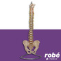 Colonne vertebrale flexible avec bassin - Taille reelle