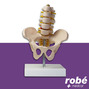 Modele anatomique de bassin avec vertebres lombaires