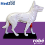 Modle anatomique de chien sur socle - Medzoo - Points d'acupuncture et coupe anatomique