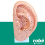 Modèle d'oreille avec points acupuncture - 22cm