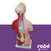 Modle anatomique de torse bisexu en 23 parties - 45 cm