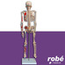 Squelette anatomique humain avec muscles peints - sur socle - 85 cm