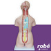 Modle anatomique de torse bisexu en 40 parties - 85 cm