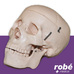Crâne humain - Taille réelle - 22 parties. 